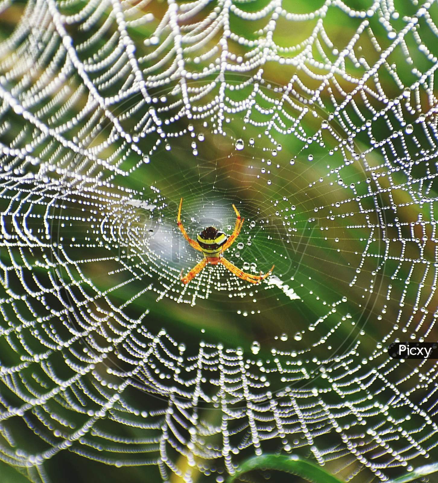 Morning water drop in  spider home. Dew in the morning