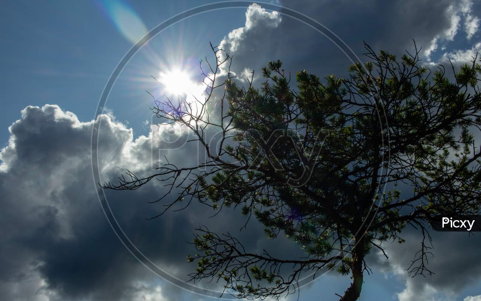 Cloud And Sun Background, Green Tree