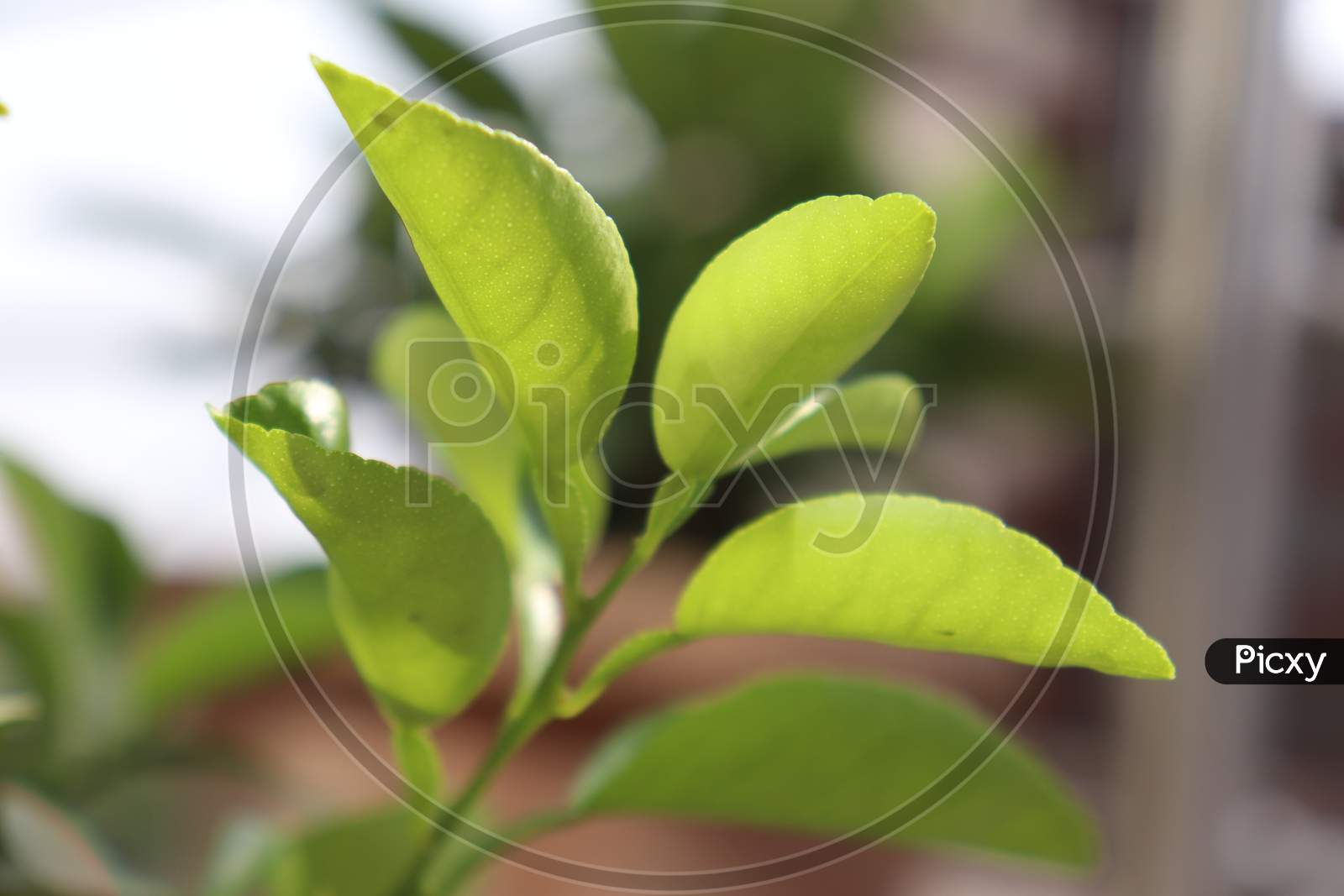 Green Plant