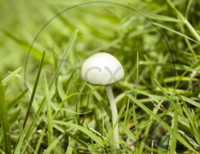 Mushroom on green grass