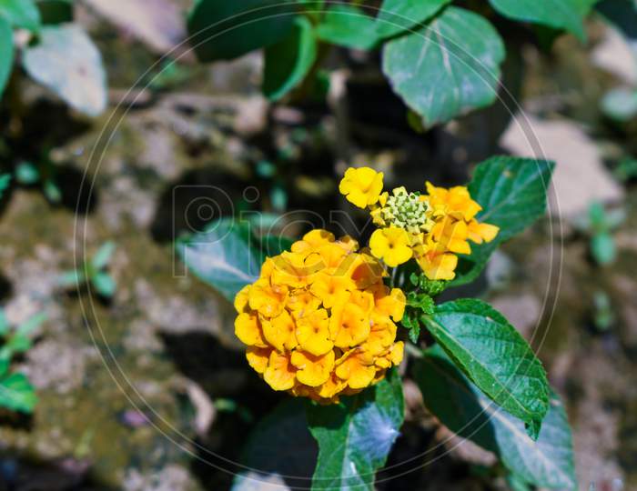 Verbena Family Flower