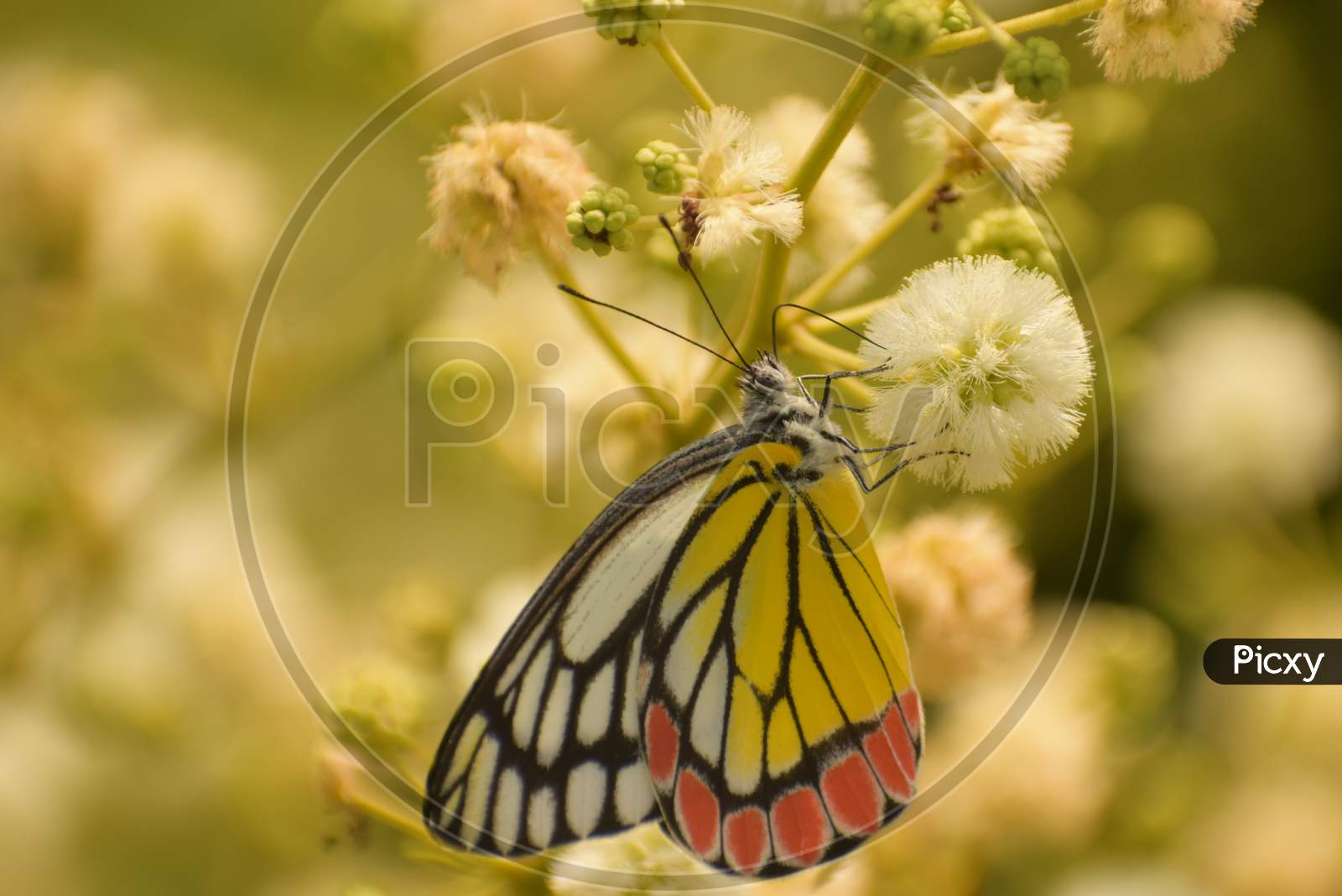 Magnificient Wallpaper Of Common Jezabel ( Delias Eucharis ) Butterfly Sucking Nector From White Flower,