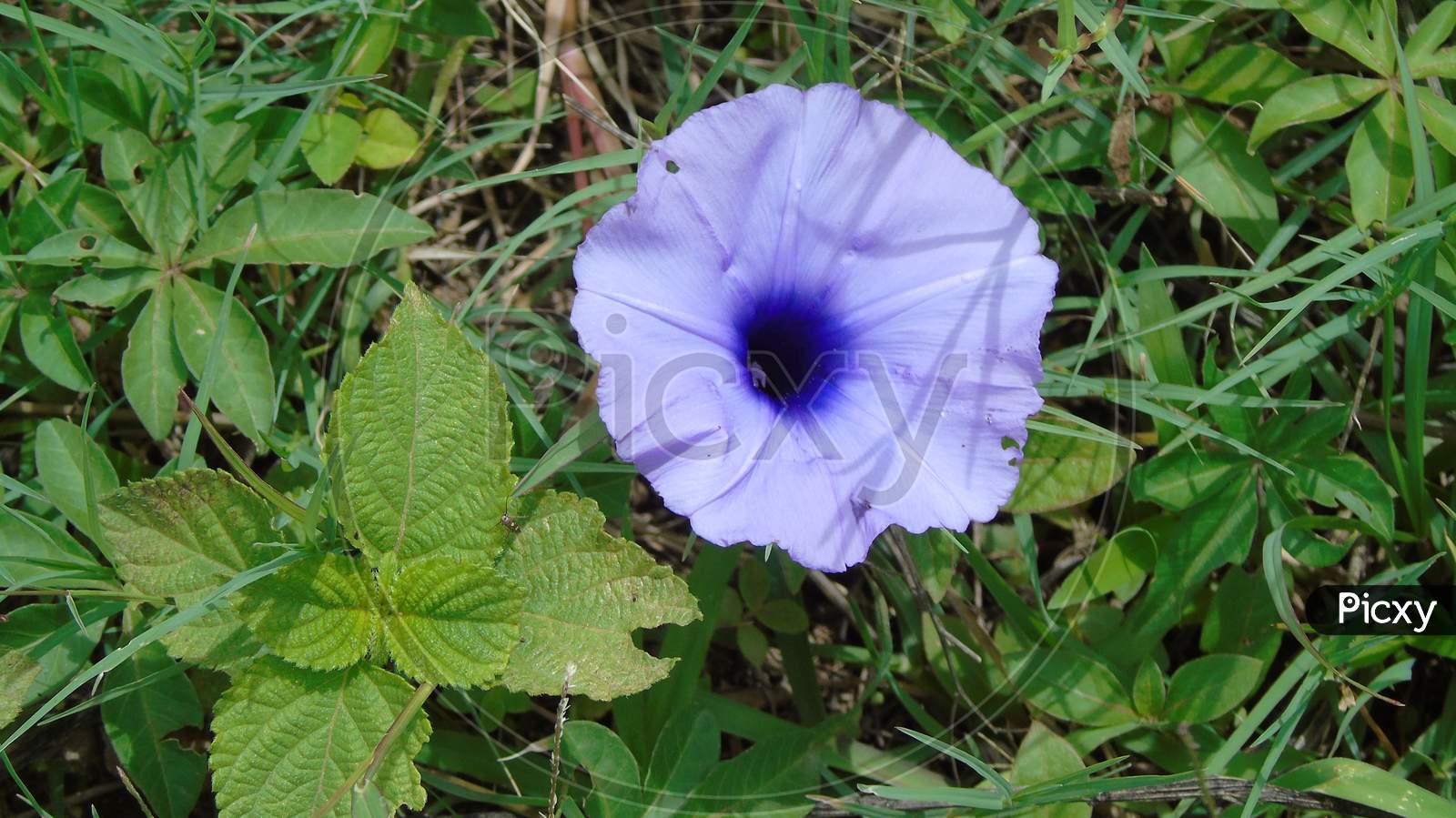 morning glory flower in green plant