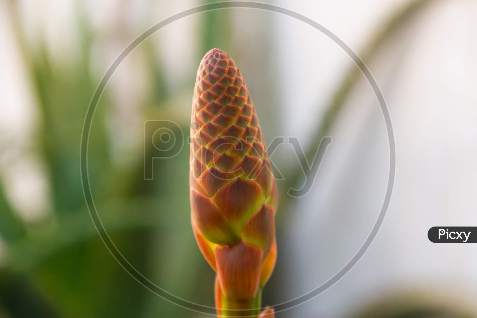 Aloe Vera Orange Flower Detail