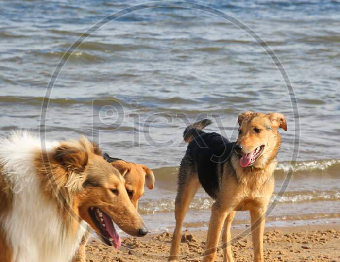 Happy Dogs Playing In The Sand On The Beach Pet Friendly