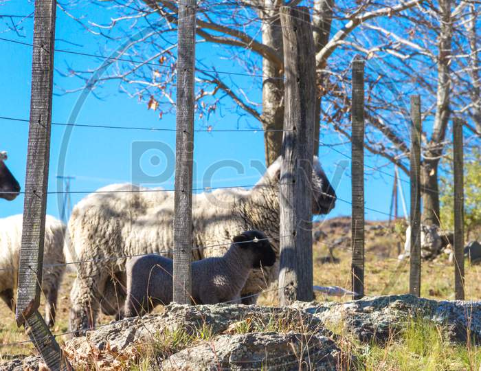 Sheep Grazing In The Cordoba Mountains In Argentina