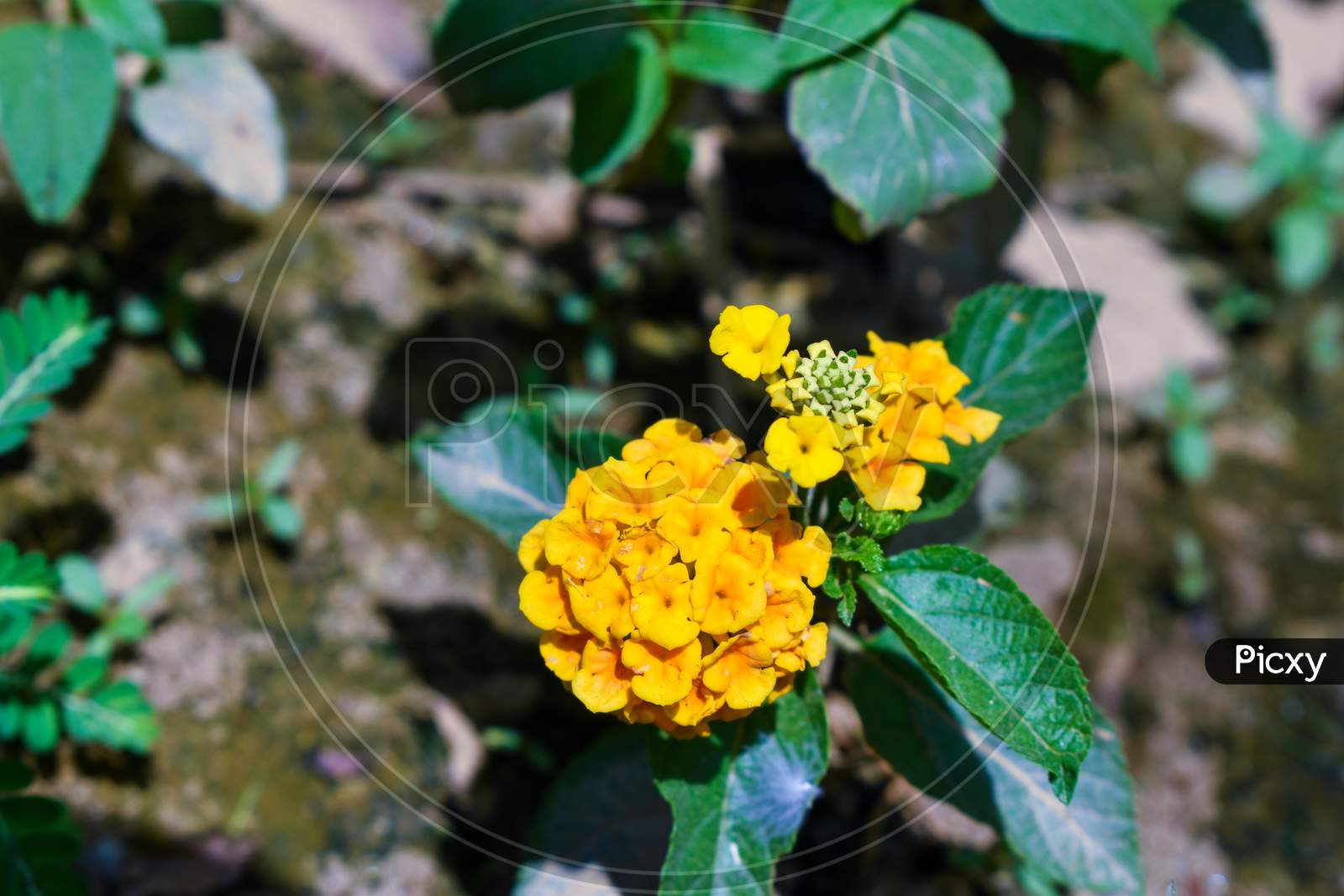 Verbena Family Flower