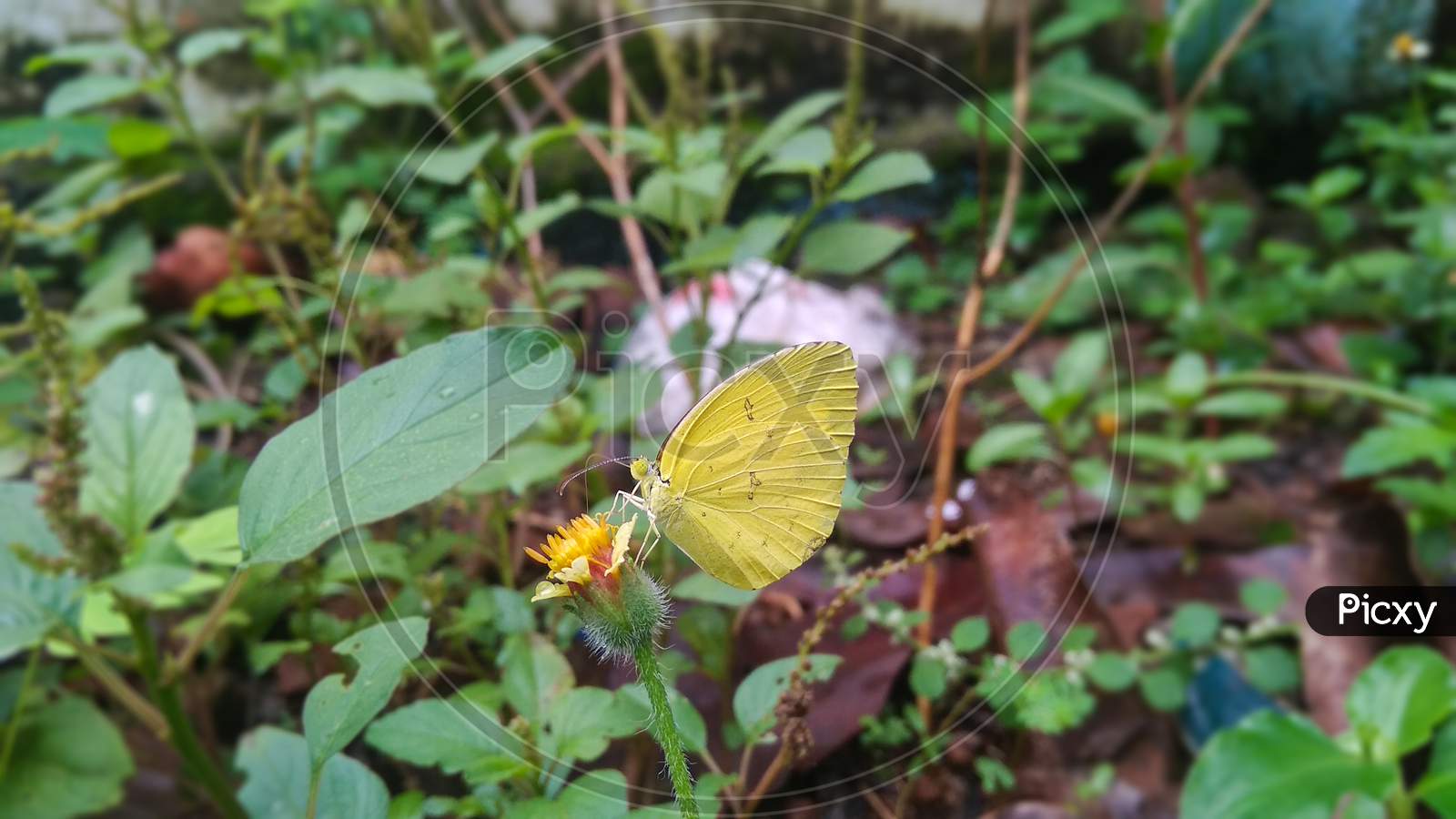 Yellow small Butterfly on the flower head natural background