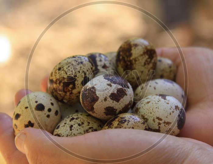 Quail Eggs In Eggs Closeup Bokeh Bright Background
