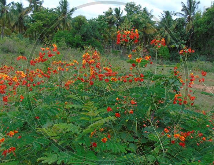 royal poinciana plant with flower