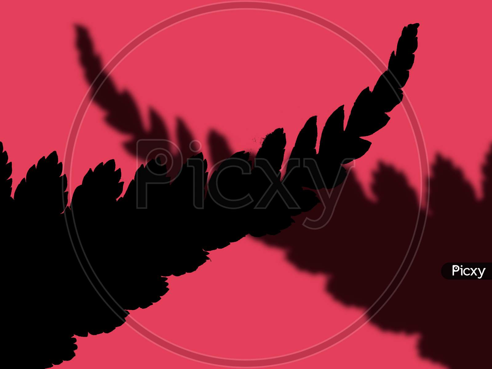 Pink Background With Shadow Of The Tropical Leaves. Copy Space, Place For Text And Design.