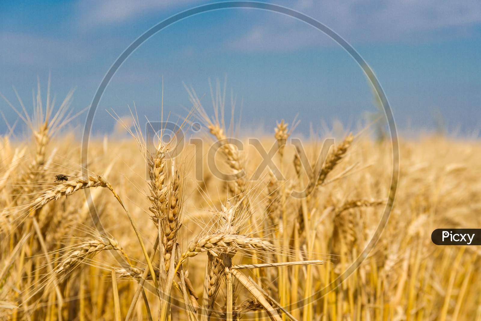 Golden Wheat By The Sun In The Field