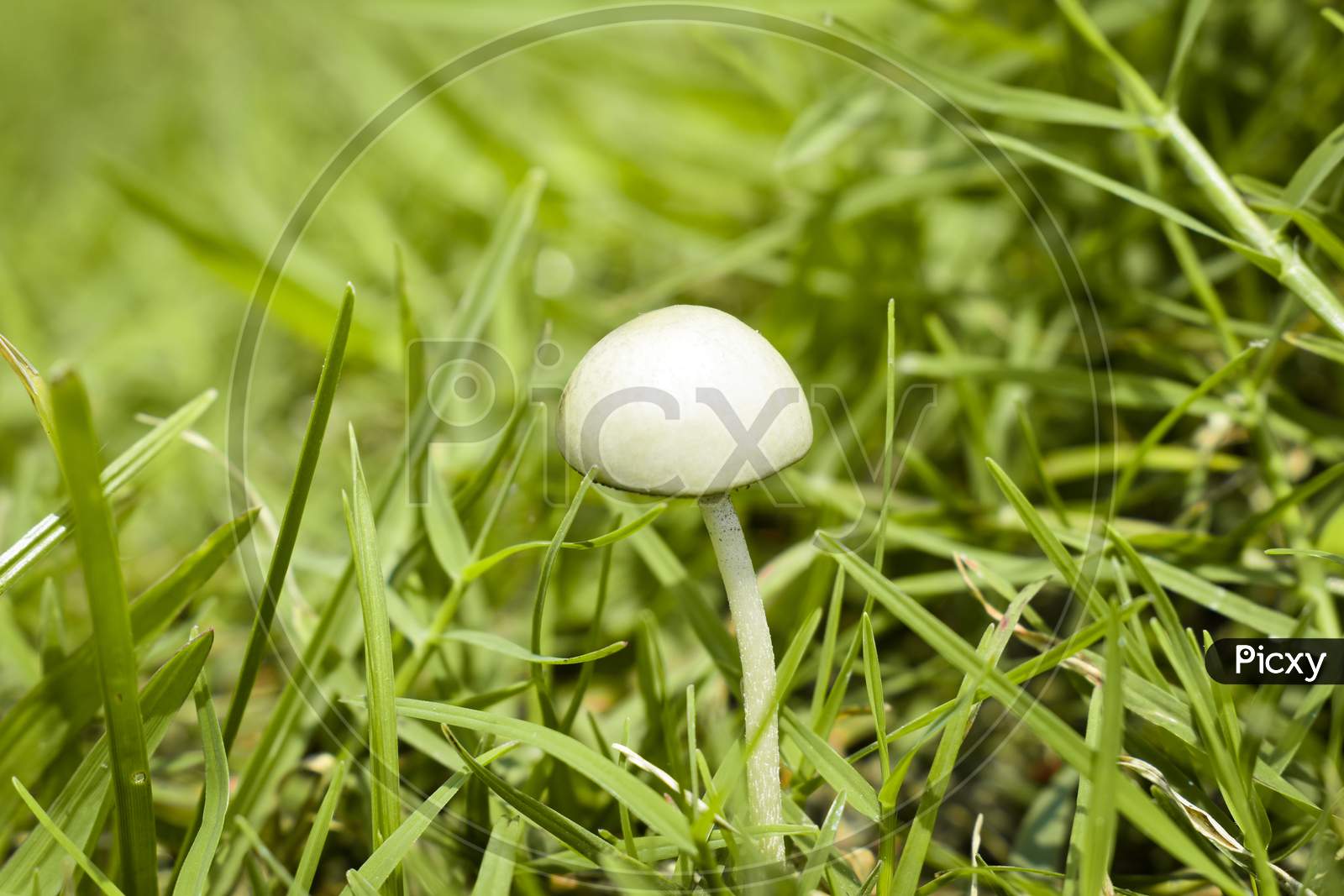 Mushroom on green grass