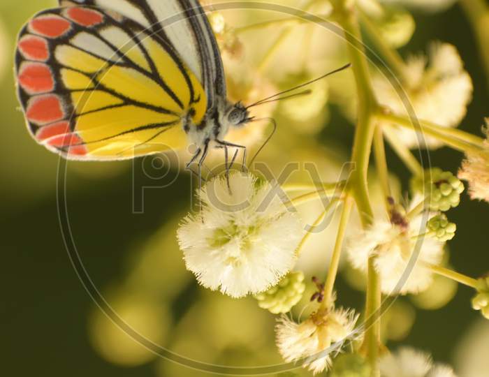 Beauty Of Nature . Picture Of Common Jezabel ( Delias Eucharis ) Butterfly Enjoying Freedom Life.