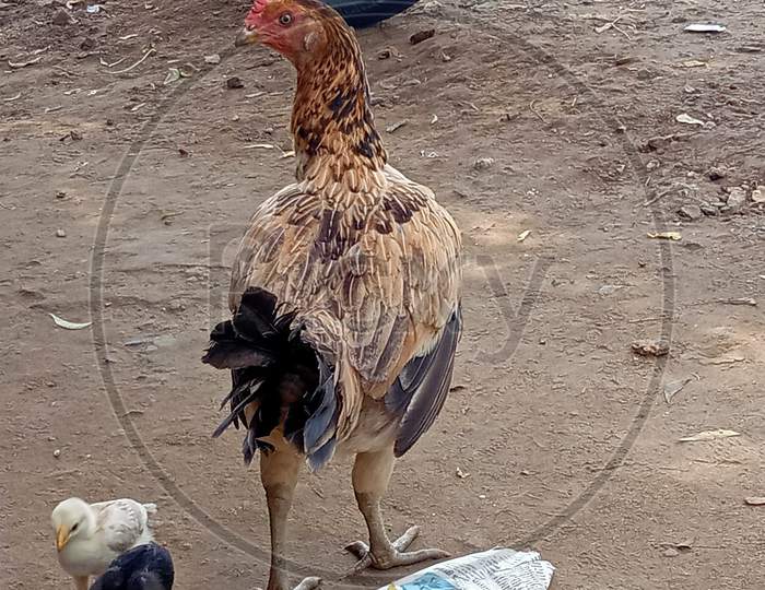 rooster chicken