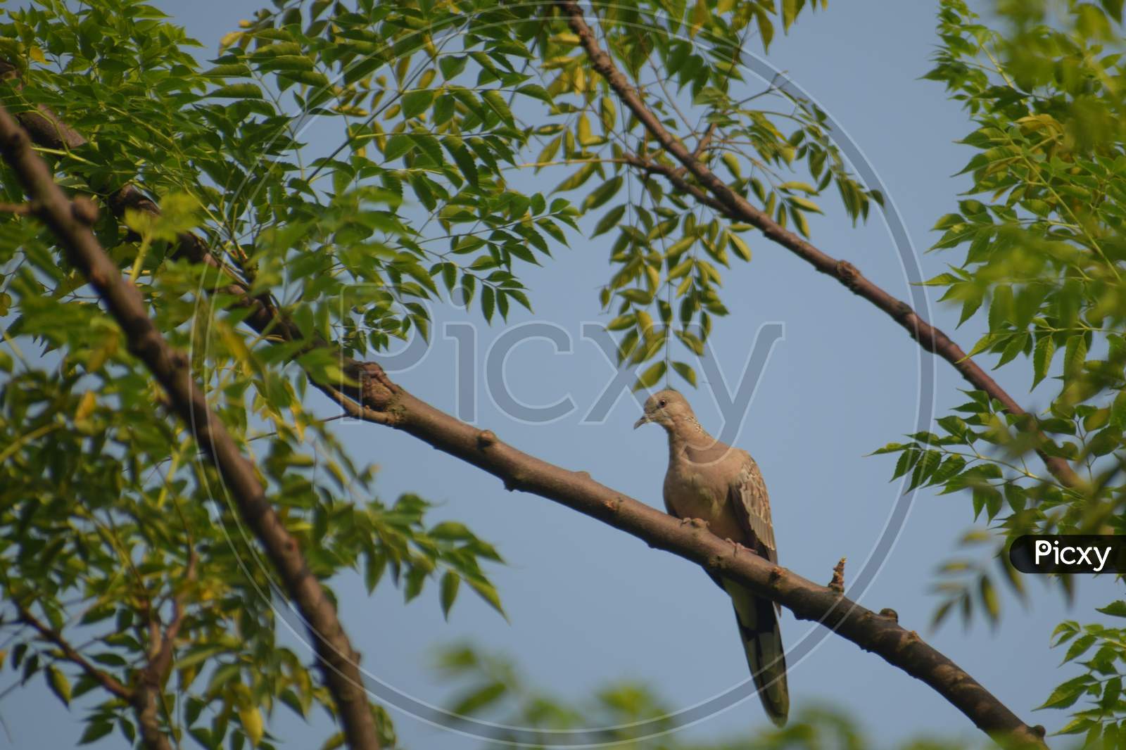 Beautiful Picture Of Spotted Dove ( Spilopelice Chinesis) Sitting Top Of Tree.