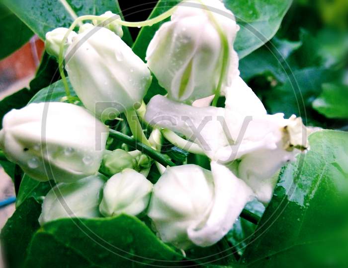 White Crown Flower