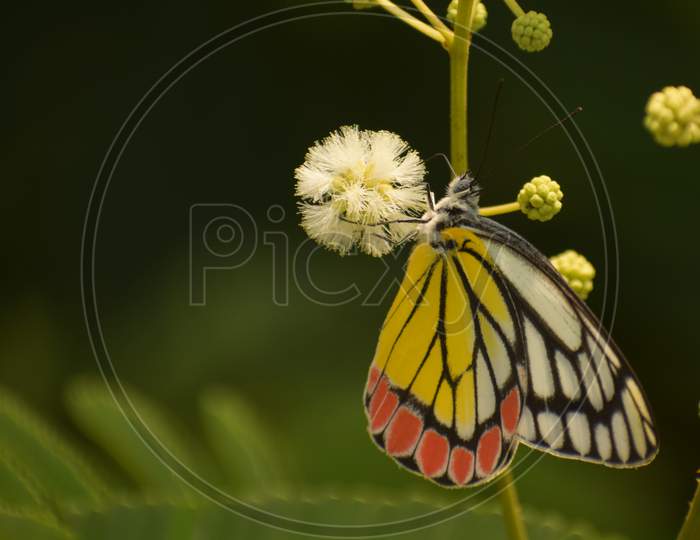 Nature Is The Mightiest Artist . Beautiful Picture Of Common Jezabel ( Delias Eucharis ) Butterfly.
