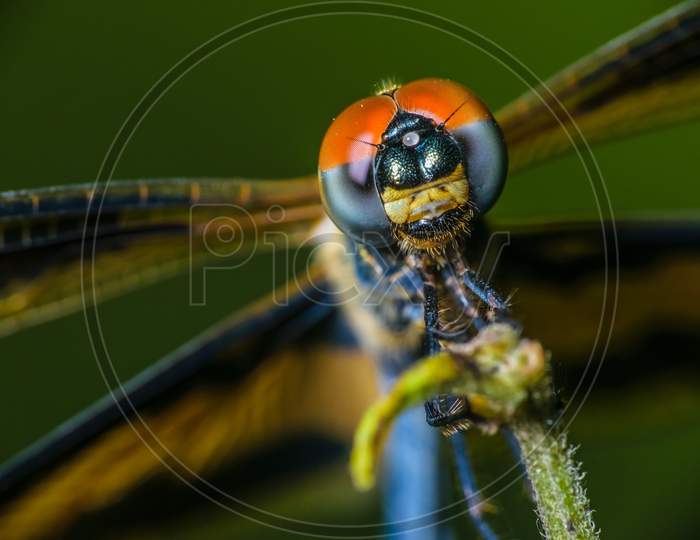 A Macro Shot Of A Dragonfly With Selective Focusing On Its Head