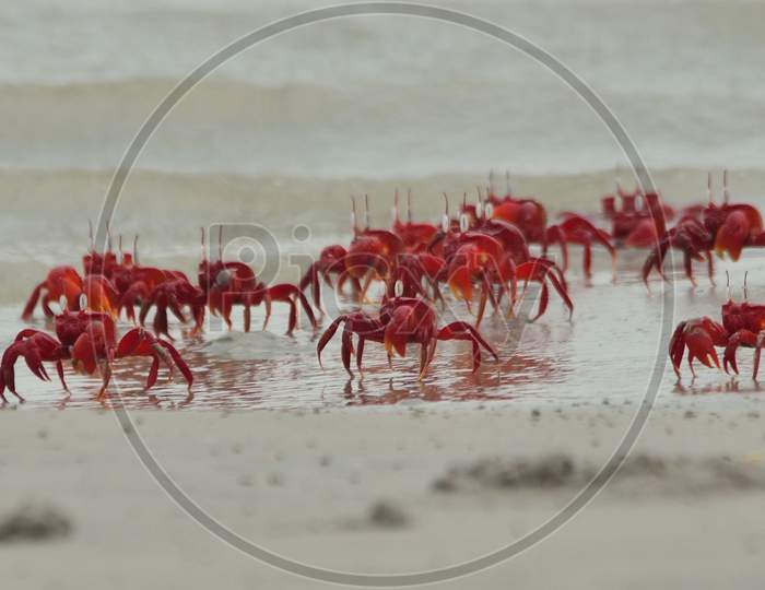 red ghost crab in sea beach