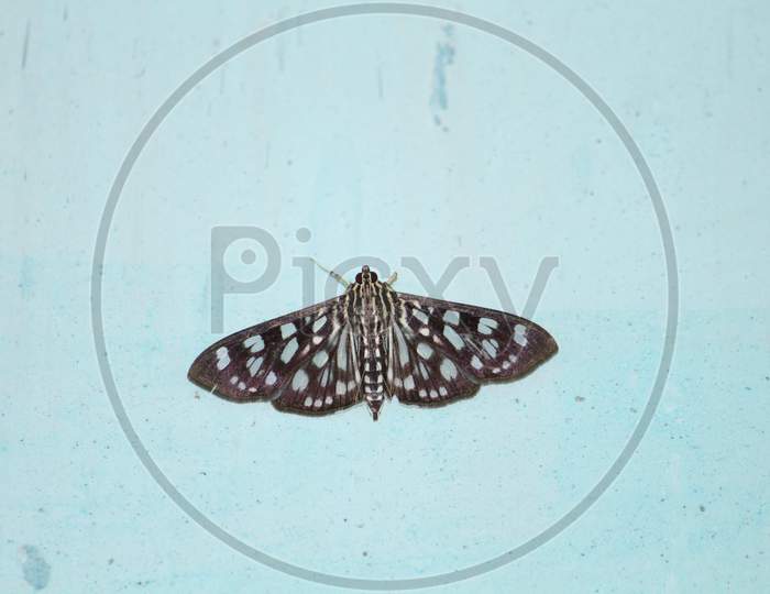 a colorful moth resting on a blue wall