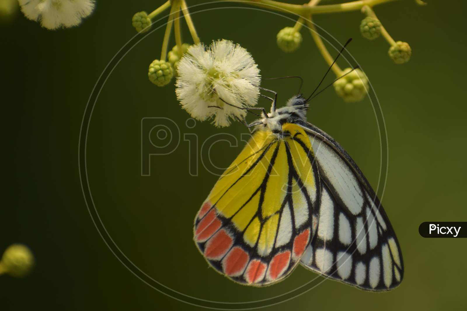 Amazing Picture Of Common Jezabel ( Delias Eucharis ) Butterfly Sitting On Flower