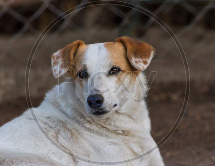 Lonely Stray Dog Portrait With Sweet Look