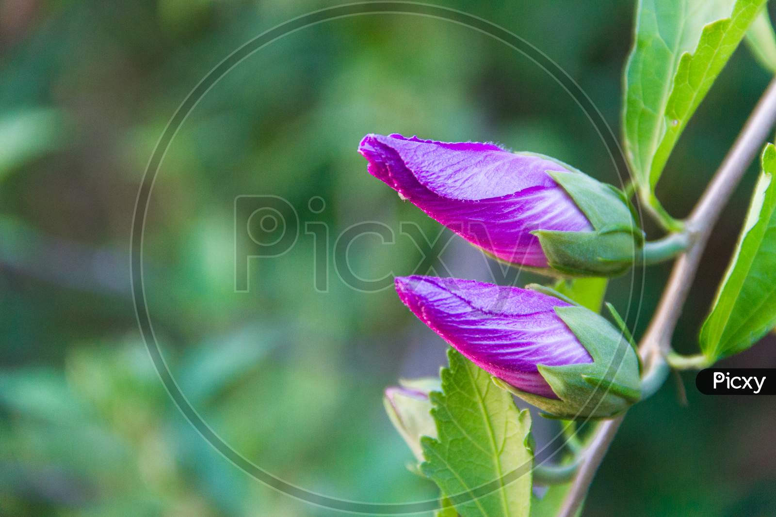 Hibiscus Syriacus Bud On Out Of Focus Background
