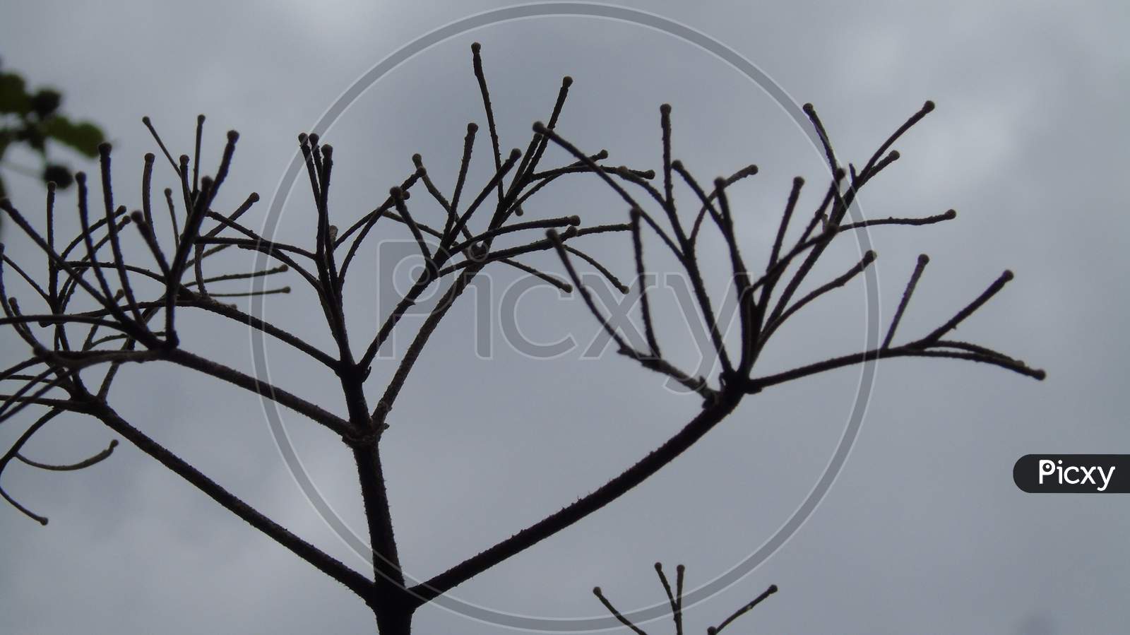 dead plant on sky background
