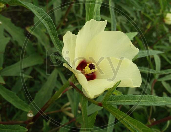 Lady Finger flower growing
