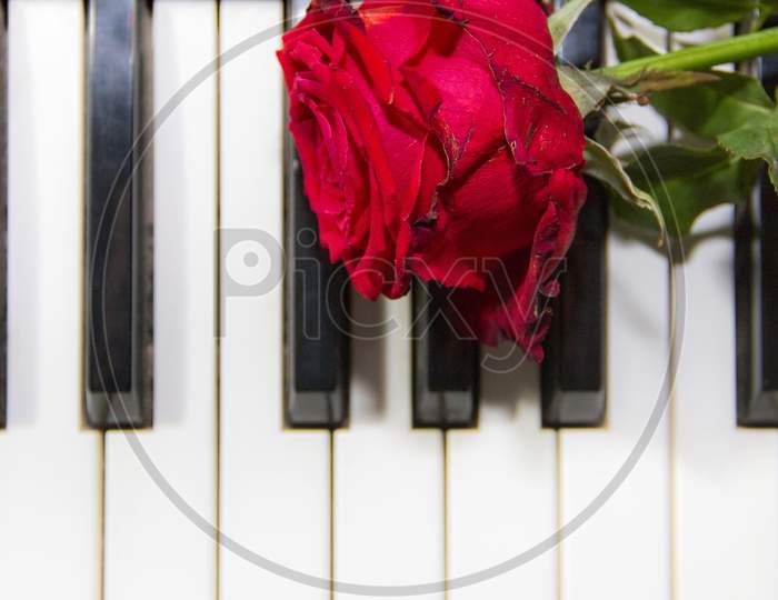 Background Of Piano Keys With A Red Rose