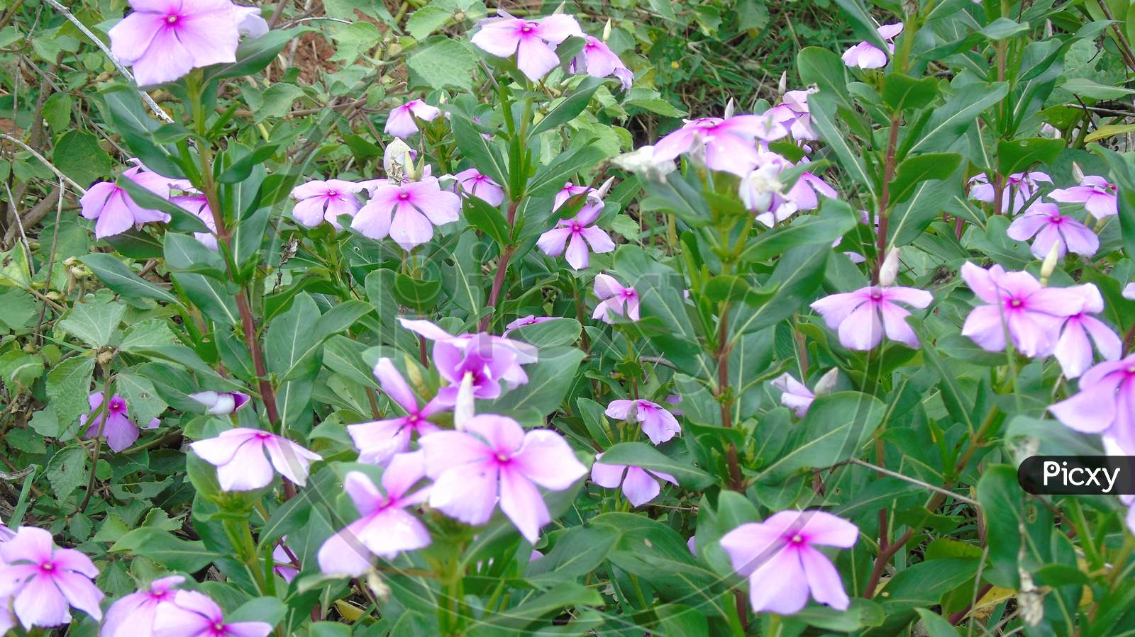 flowering plant with pink flower