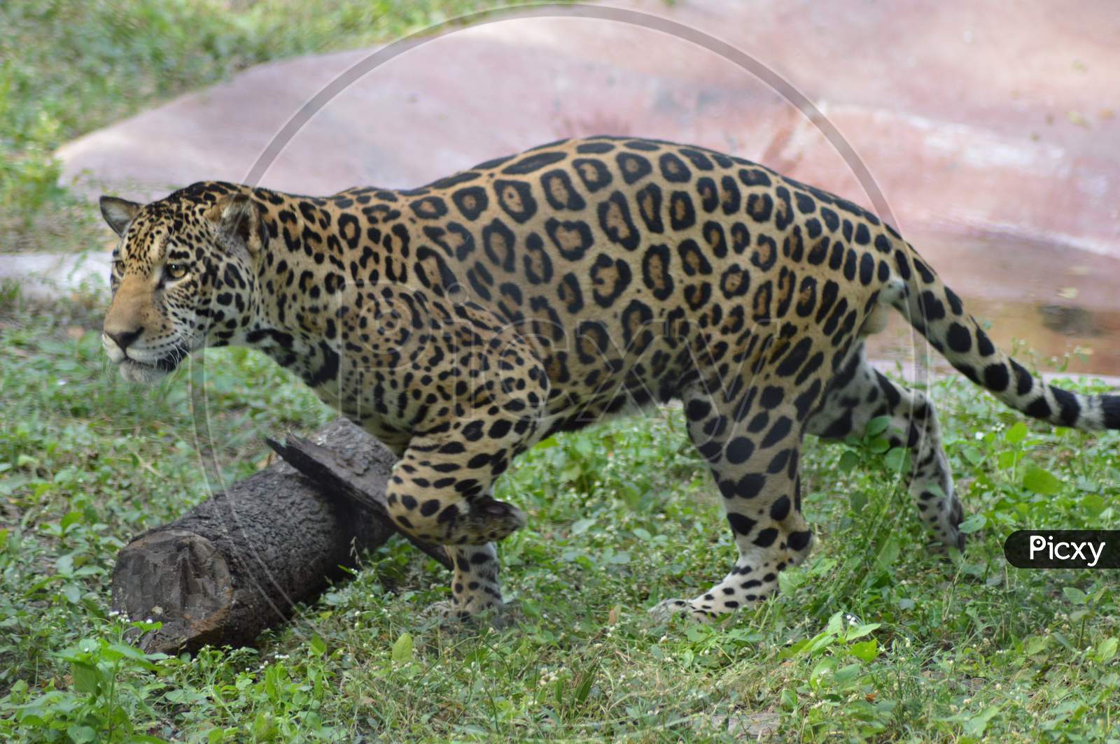 Leopard ready to hunt