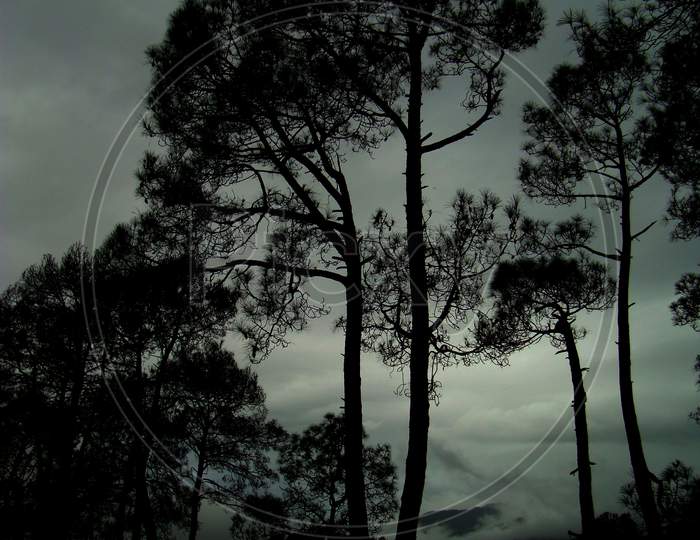 pine tree evening image