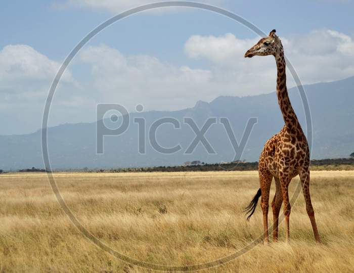 Giraffe in the dry grass, Kenya