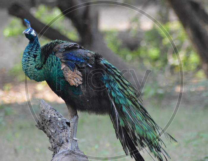 Peacock on bark of tree