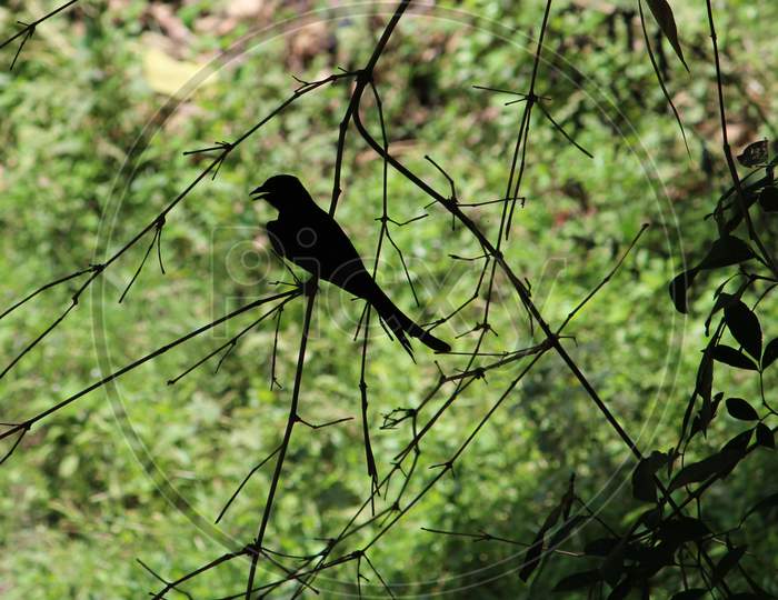 silhouette of a black fringed tail bird