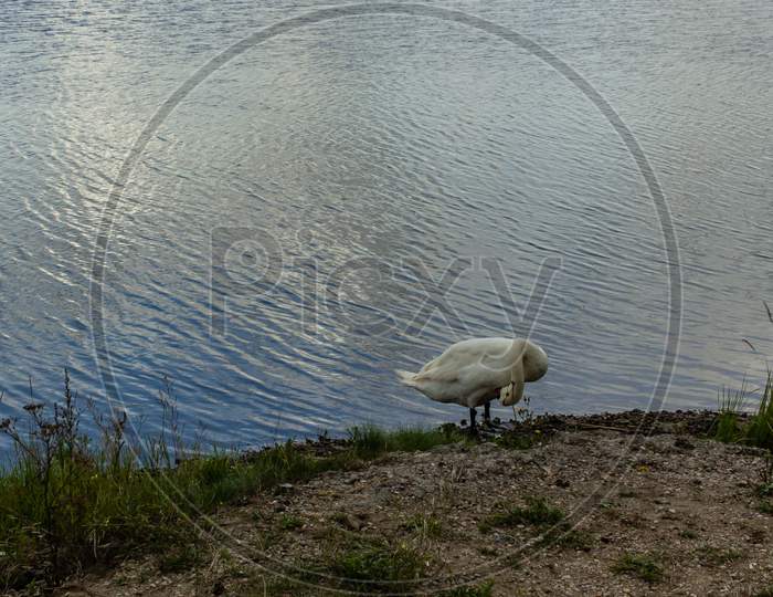 White Swan Alone Near Lake