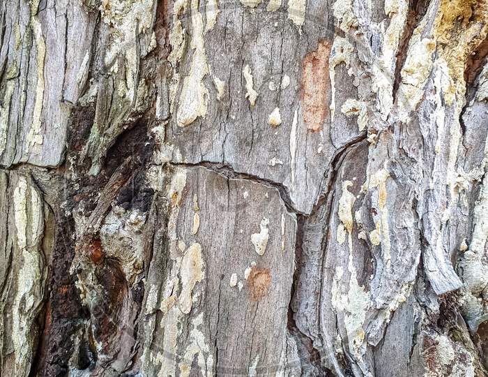Closeup shot of texture of pinus roxburghii tree in jungle of Himachal Pradesh, India