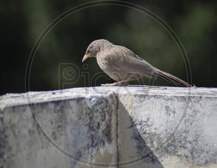 Sparrow on the rock