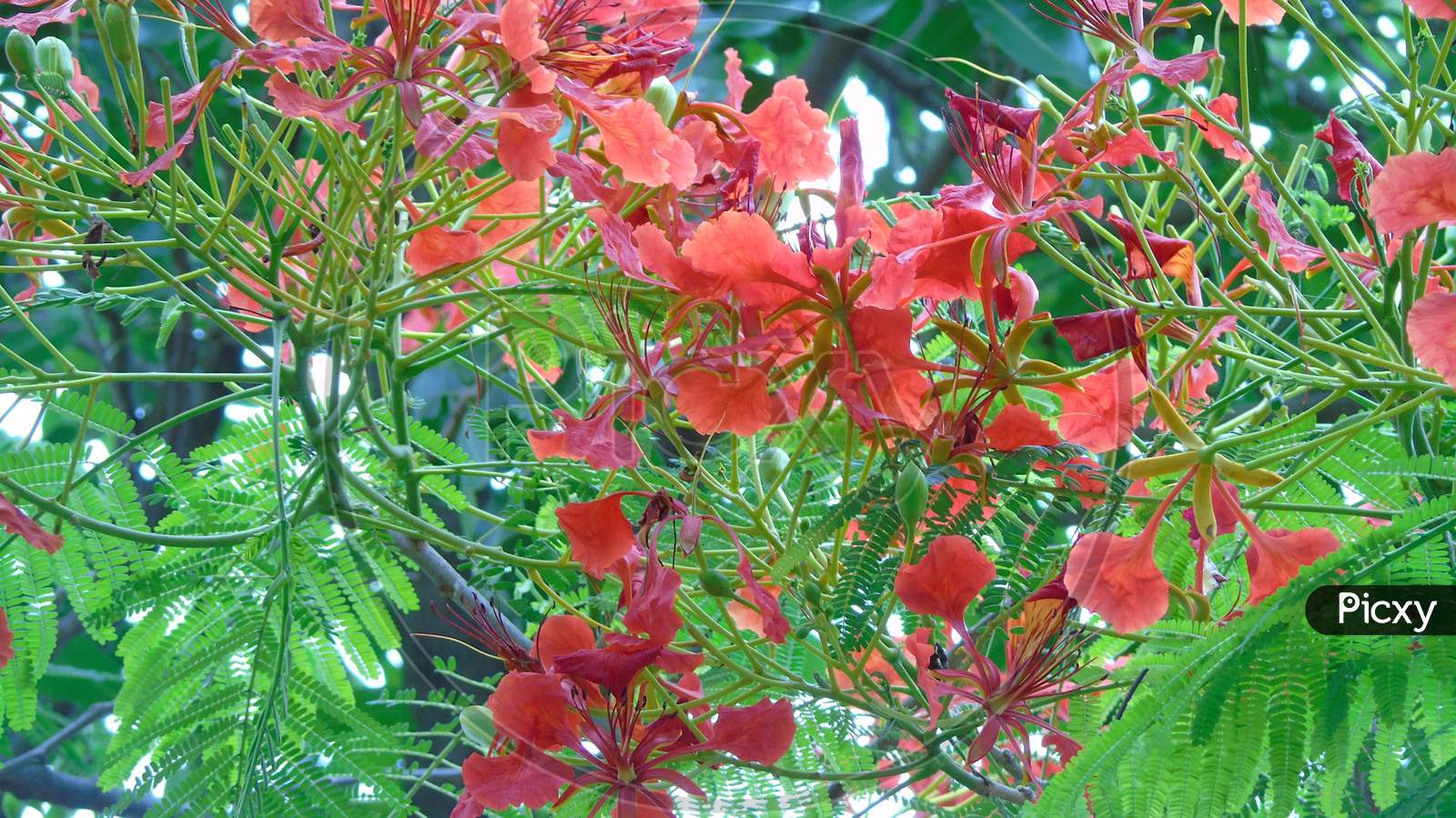 cute red flower on green plant