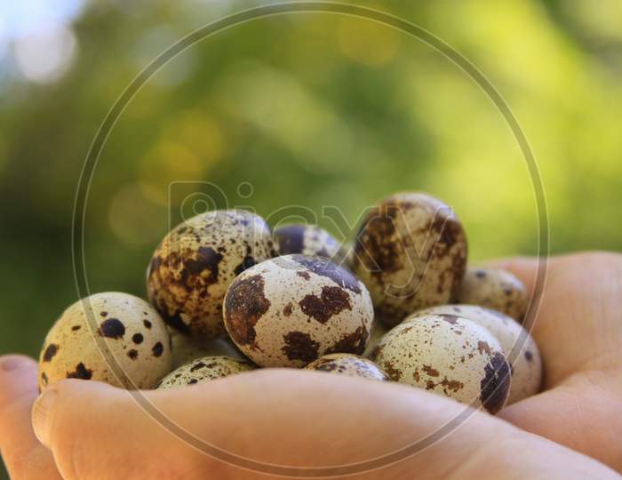 Quail Eggs In Eggs Closeup Bokeh Bright Green Background