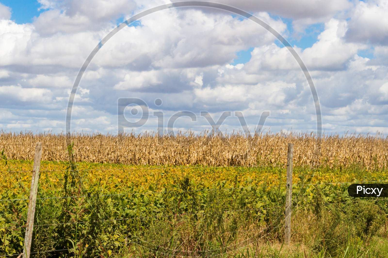 Field Plated With Soybeans And Corn Ready To Harvest