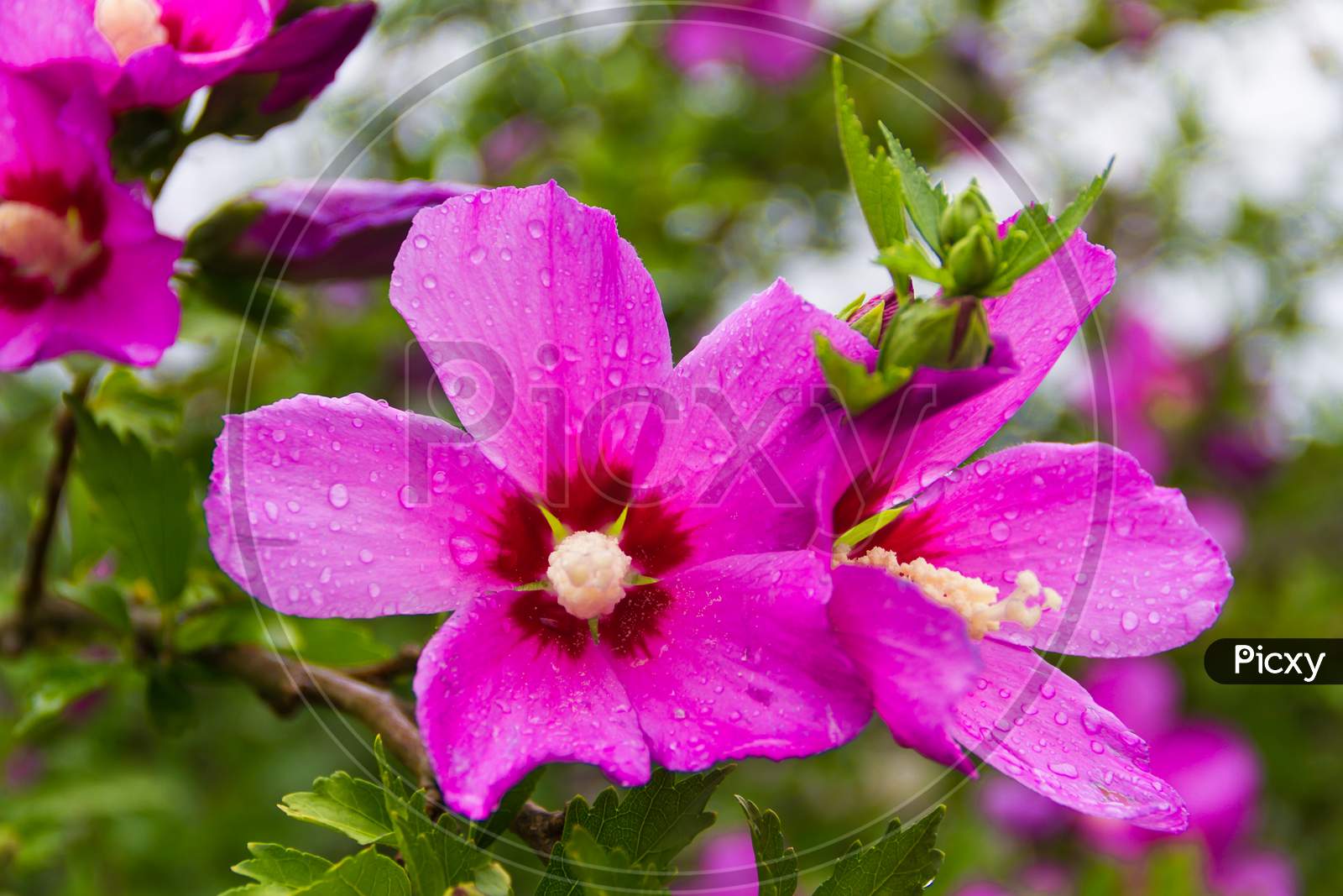 Hibiscus Syriacus Under The Rain National Flower Of South Korea