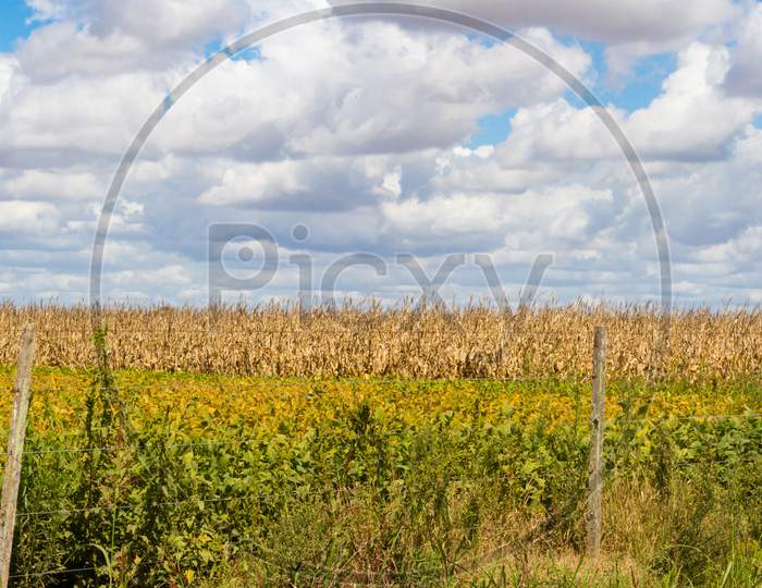 Field Plated With Soybeans And Corn Ready To Harvest