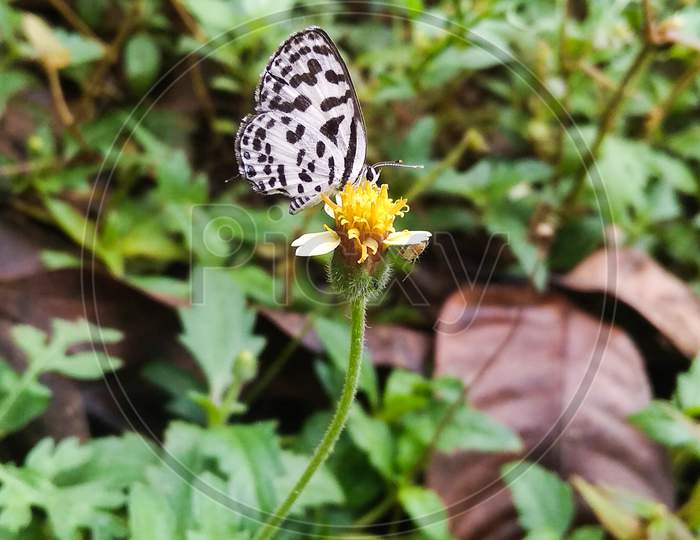 Beautiful closeup small butterfly macro photography