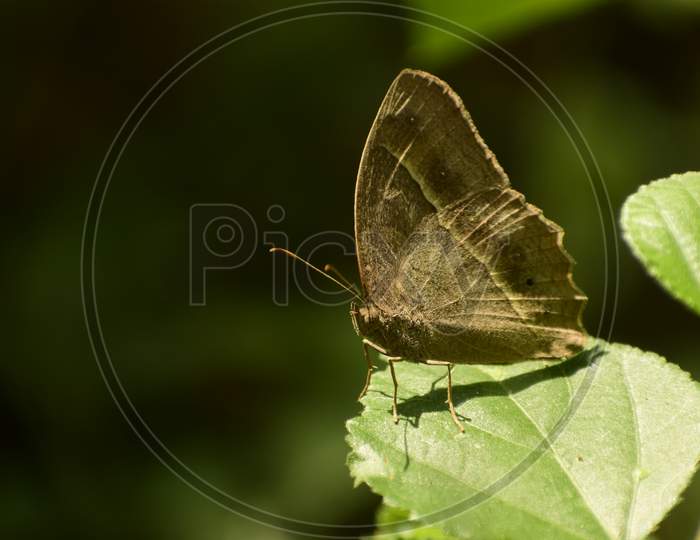 Beauty In Nature .Dark Branded Bushbrown ( Mycalesis Mineus) Butterfly Sitting On Leaf.