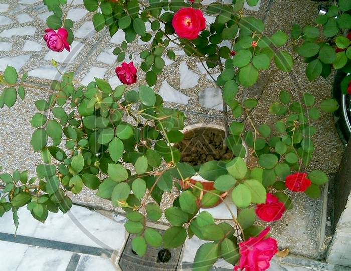 red rose plant