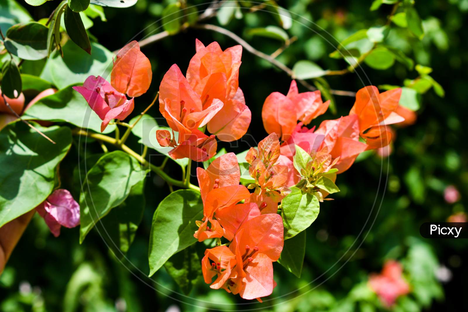 Image of Bouainvillea Flowers with Leaves-SV913149-Picxy