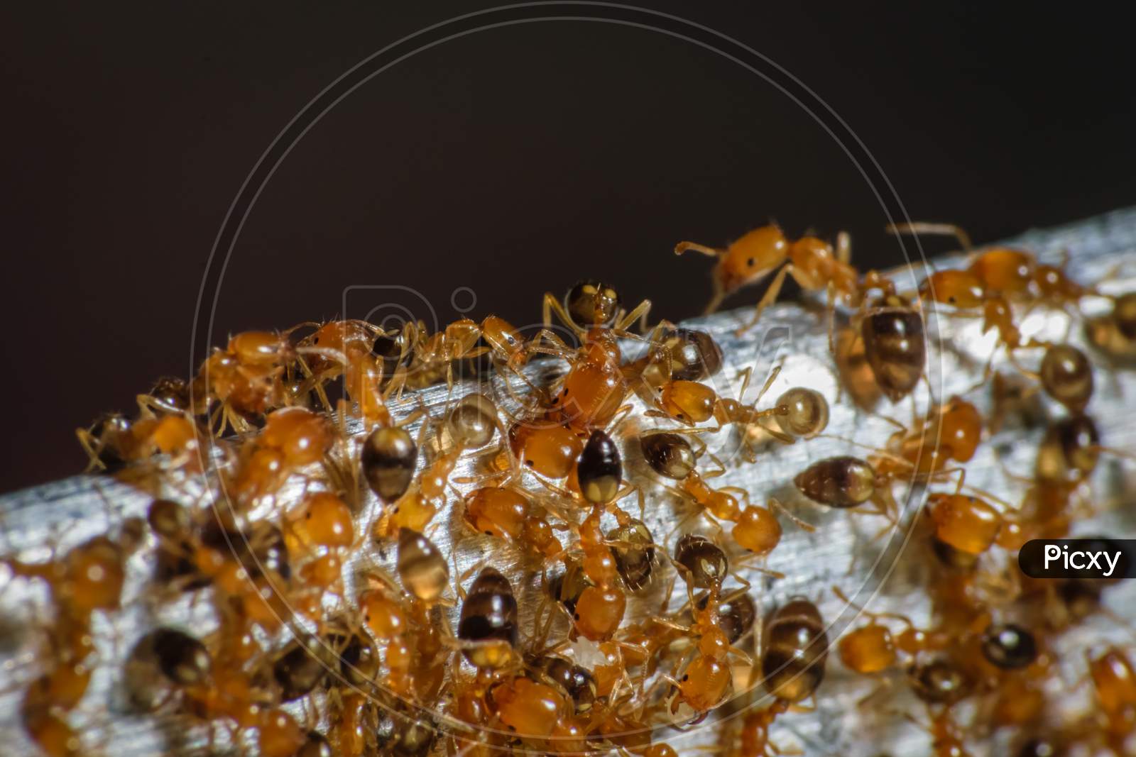 Group Of Pharaoh Ants Roaming Around For Food